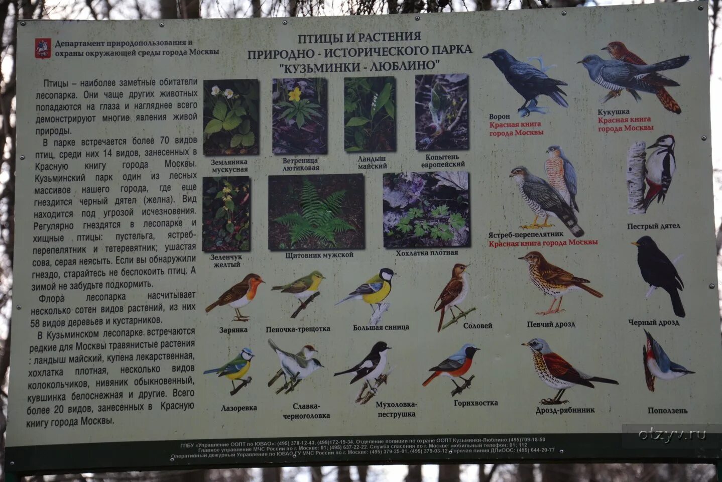 Птицы в Кузьминском лесопарке. Птицы средней полосы России. Городские птицы названия. Птицы и их названия с фото.