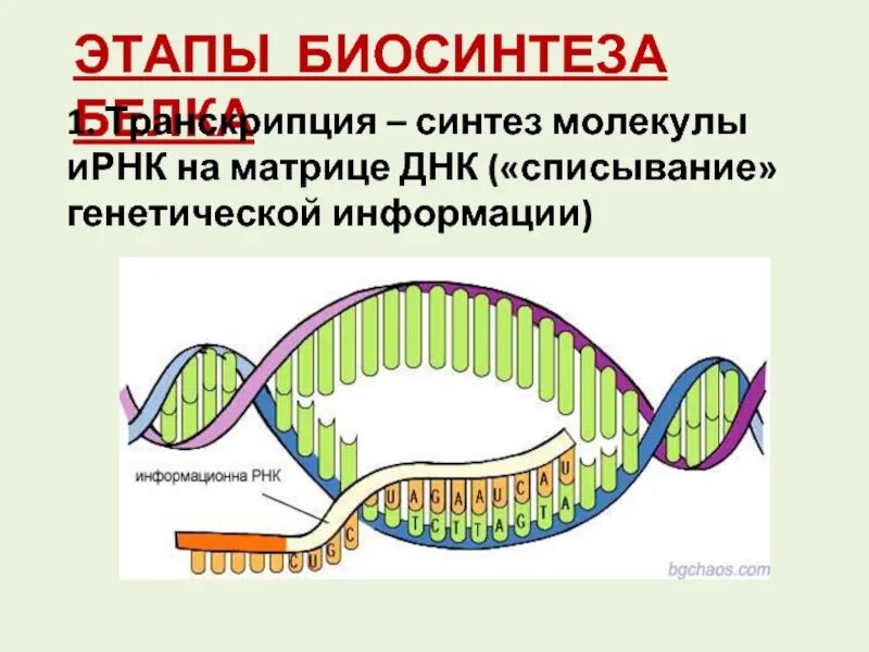 Биосинтез белка процесс транскрипции. Схема транскрипции синтеза белка. Транскрипция — первый этап биосинтеза белка. Этап транскрипции в синтезе белка. Этапы биосинтеза белка транскрипция и трансляция.