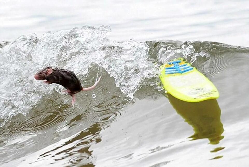Мыши умеют плавать. Водяная мышь. Мышка плавает в воде. Крыса плавает. Крыса плавает.