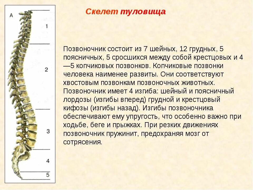 Сросшиеся отделы позвоночника. Скелет позвоночника. Скелет позвоночника человека. Скелет туловища позвоночник. Скелет позвоночника состоит из.