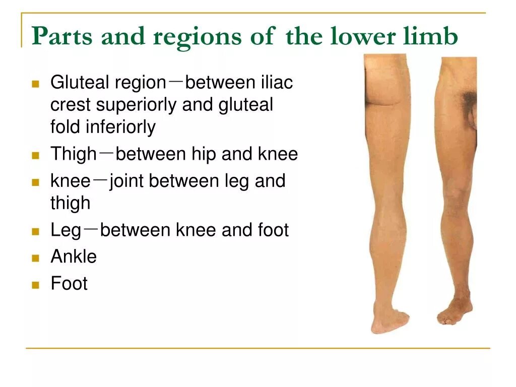 Упражнения для укрепления надкостницы голени. Joints of the lower limbs. Колено мультяшная. Раскраска мами лонг легс. Карточка нога.
