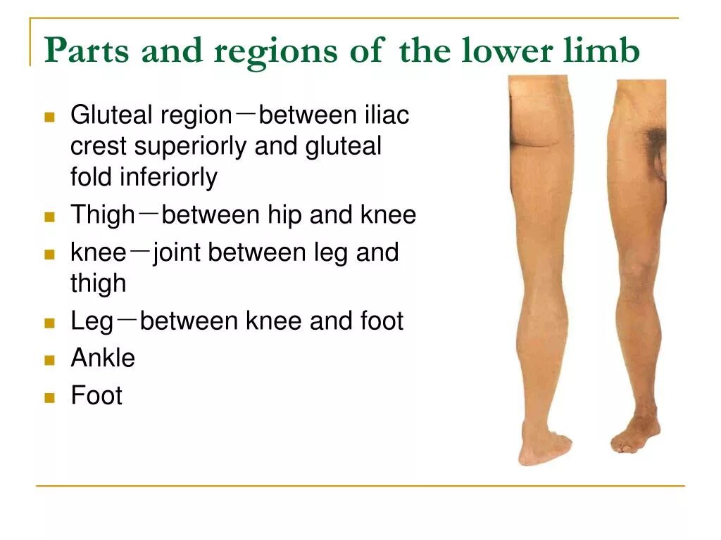 The Parts of the lower Extremity. Joints of the lower Limbs. Переведи legs