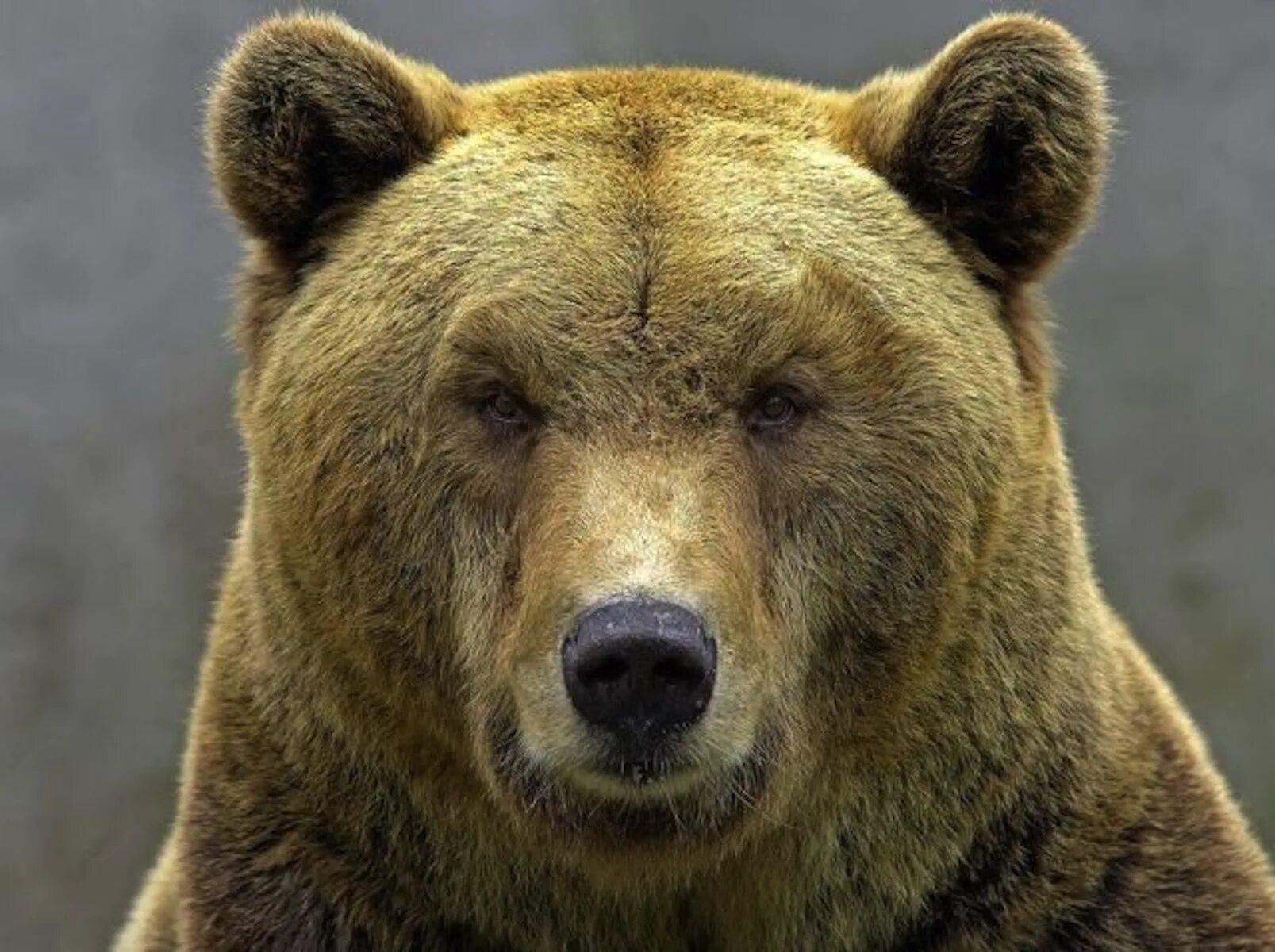 Медведь. Лицо медведя. Медвежья морда. Голова медведя.