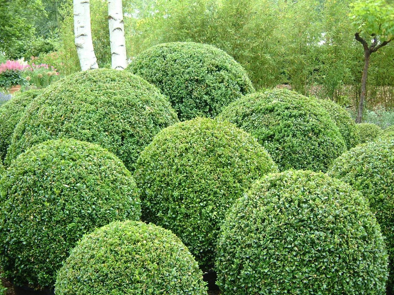 Самшит Буксус. Buxus sempervirens самшит. Самшит Буксус вечнозеленый. Самшит вечнозеленый (шар).