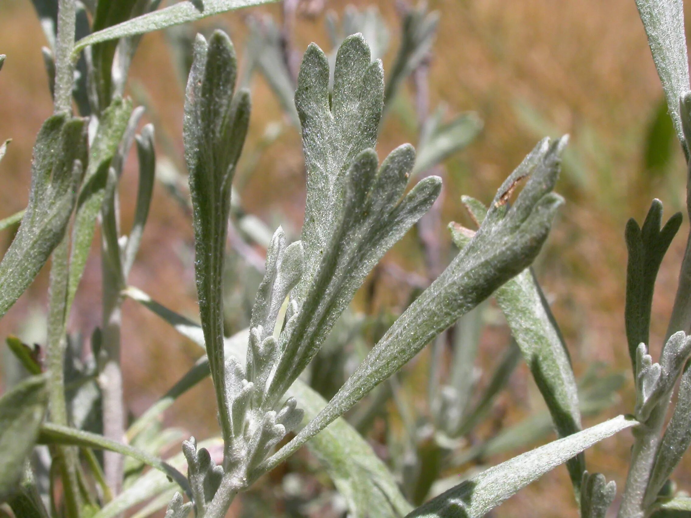 У полыни запах легок и прян. Полынь Artemisia maritima. Полынь трехзубчатая (Artemisia tridentata). Полынь арктосибирская. Полынь, прутняк, солянка.