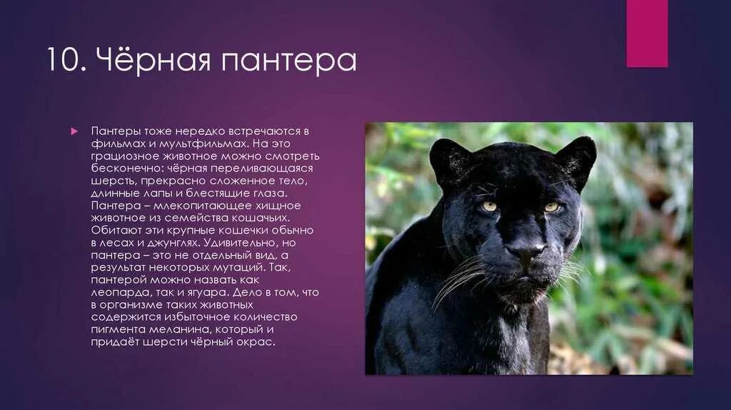 Характерный вид черного