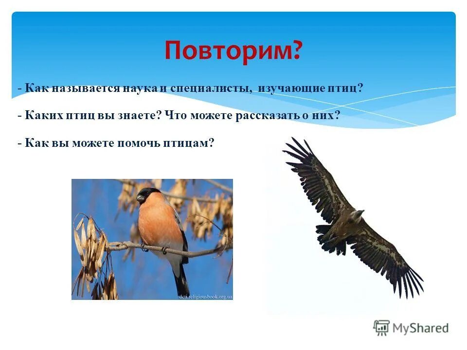 Наука изучающая птиц называется. Наука изучающая птиц называется. Наука о птмцахназывается. Орнитология это наука. Изучаем птиц.