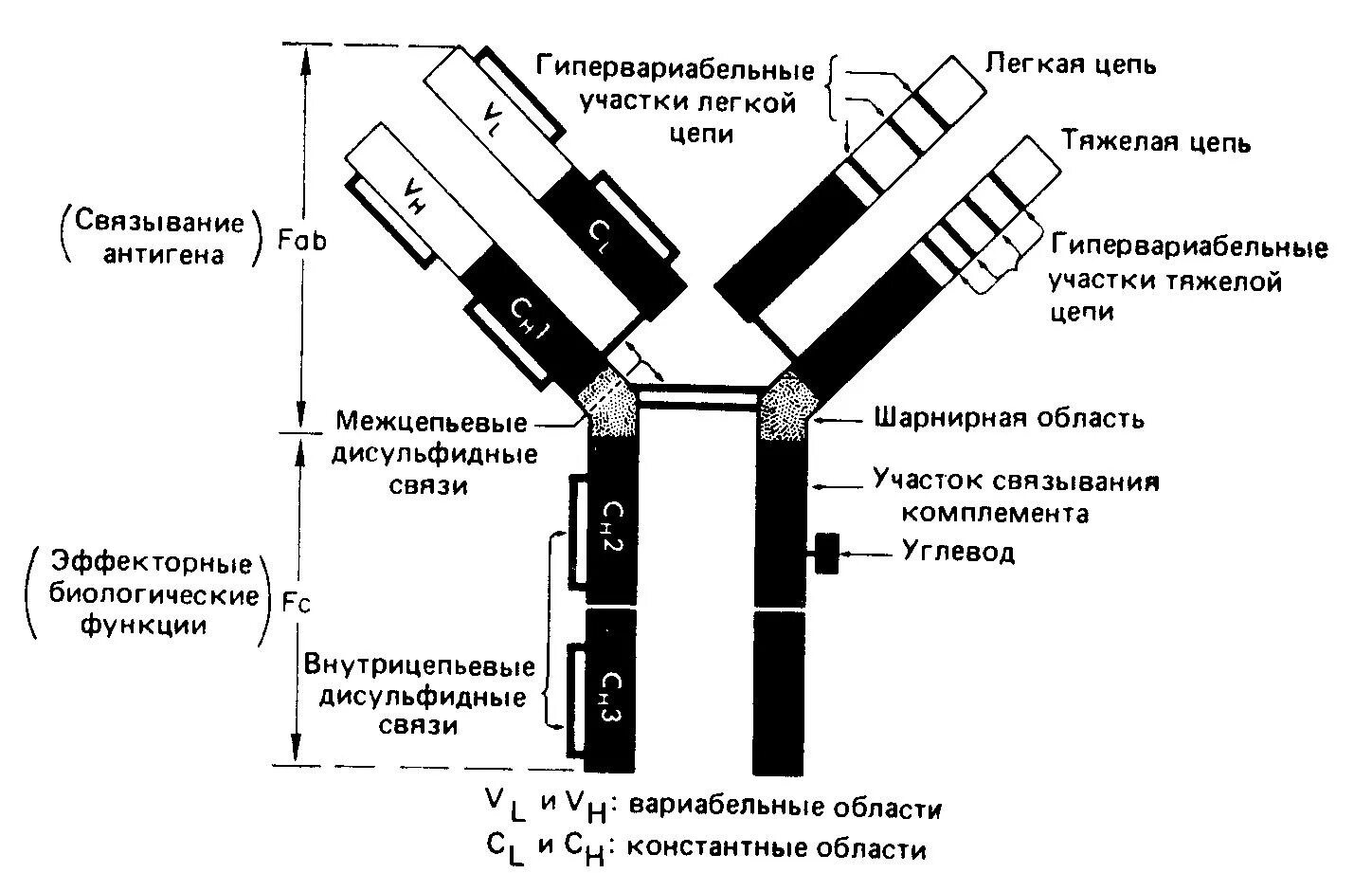 Схема молекулы иммуноглобулина. Схема молекулы иммуноглобулина g. Схема молекулы иммуноглобулина g функциональные ФРАГМЕНТЫ. Схема строения иммуноглобулина. Антитела легкая форма