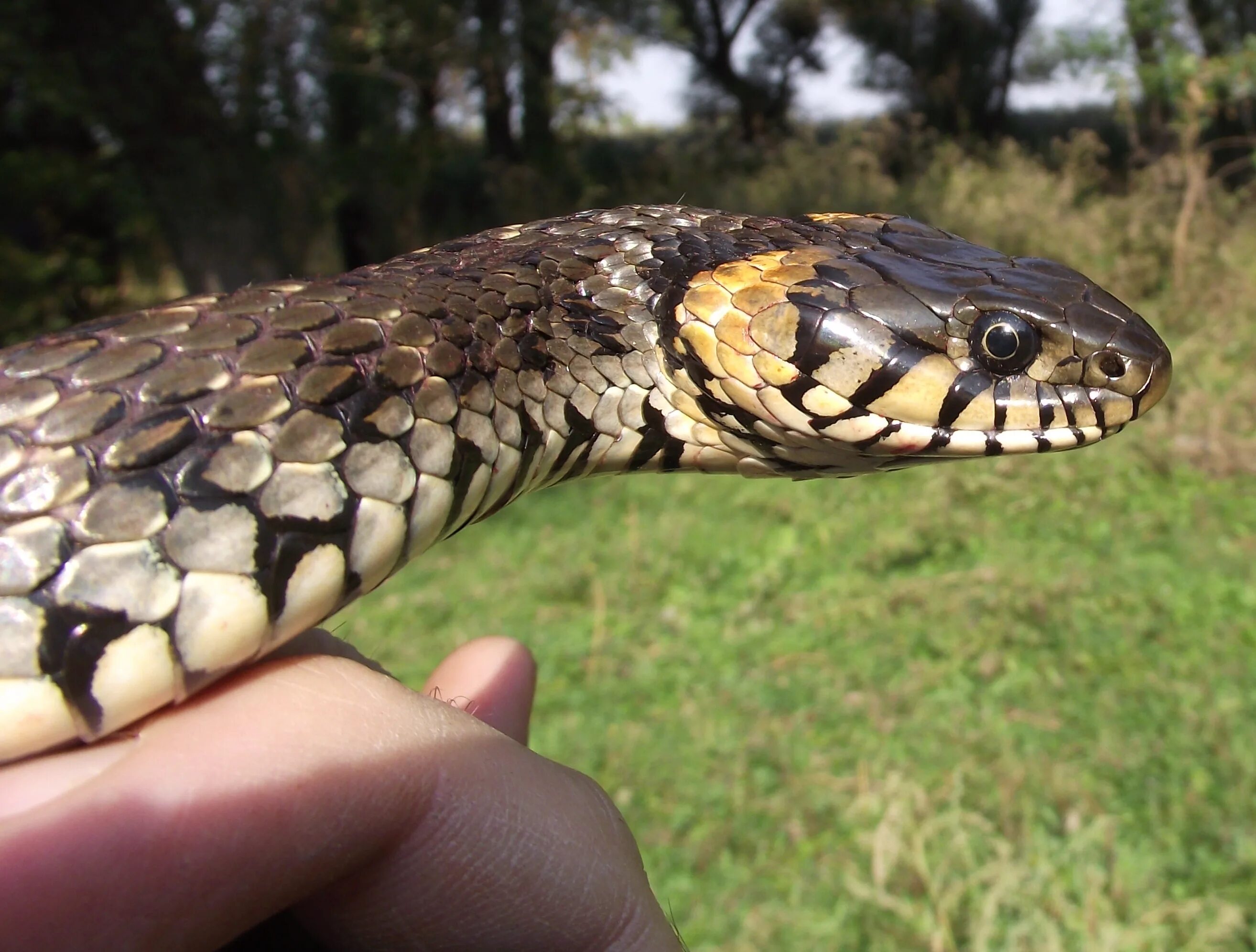 Анаконда змея. Метровый уж. Гадюка водоплавающая. Река амазонка змея анаконда. Удав желтобрюх.