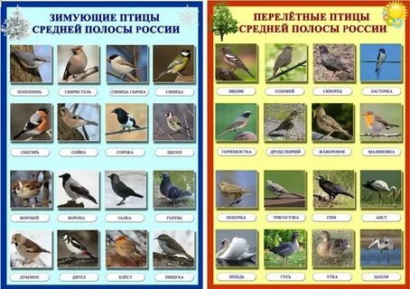 перелётные птицы картинки с названиями: 2 тыс изображений найдено в Яндекс  Картинках