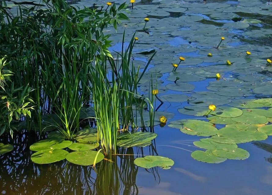 В болоте пресная вода. Кувшинки рогоз. Прудик Аптекарский кувшинки. Ряска и кубышка. Скадарское озеро с кувшинками.