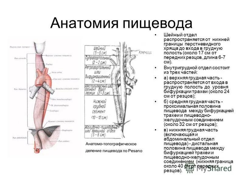 строение пищевода таблица. схема анатомических отделов пищевода. строение пищевода таблица. строение пищевода. строение пищевода кратко.