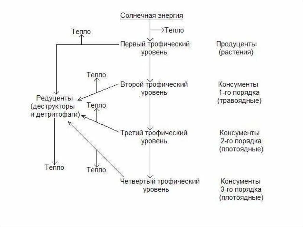 Трофический уровень мухи. Трофические уровни схема. Схема трофической сети. Схема трофической сети экосистемы. Виды трофических цепей.