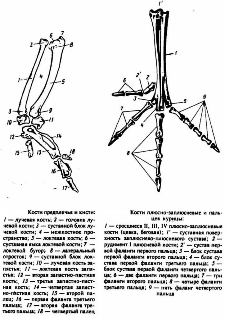 Строение скелета конечностей птиц. Строение скелета задней конечности птицы. Строение куриной лапы скелет. Строение лапы курицы. Скелет конечностей у птиц состоит из