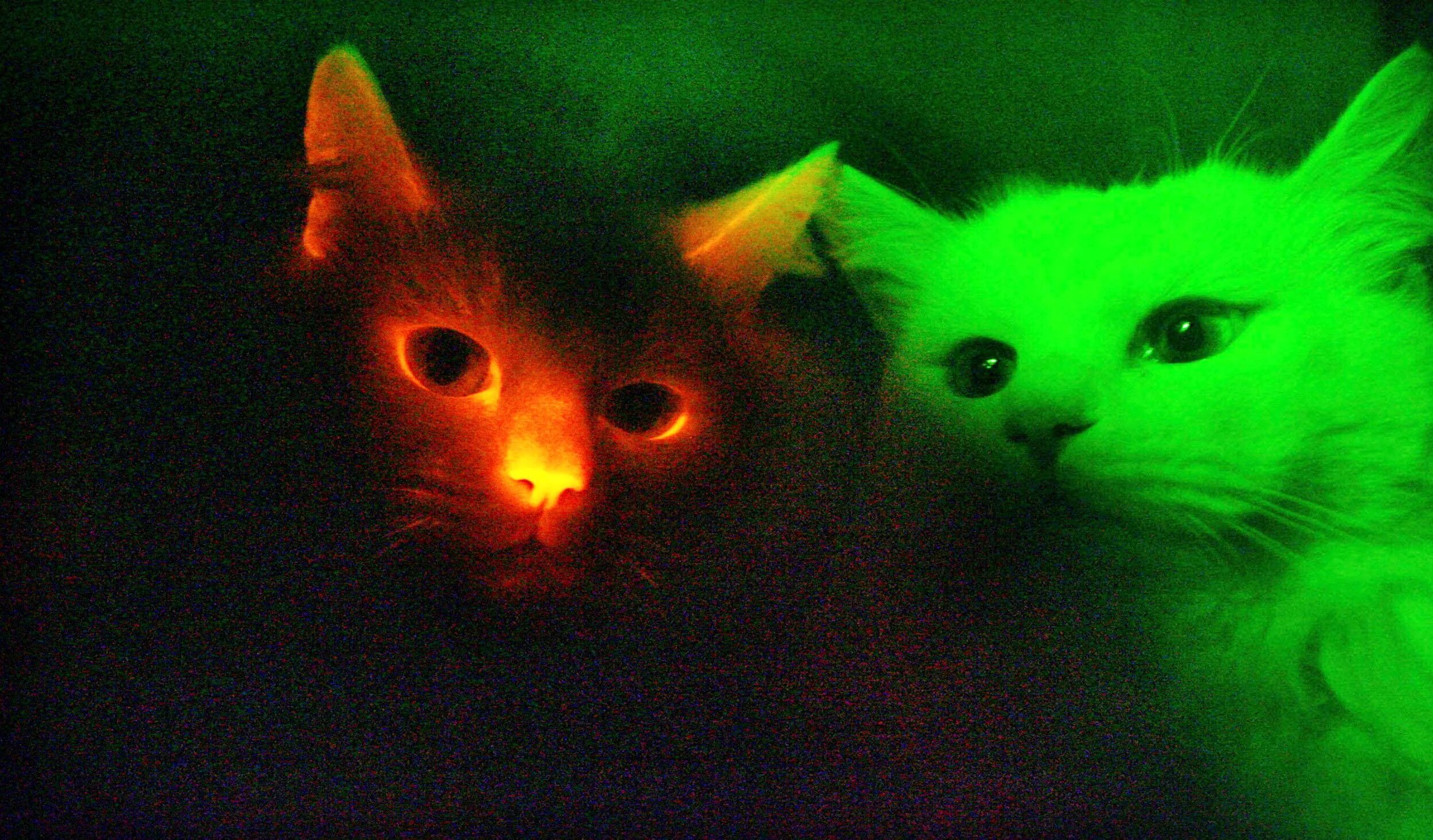Котенок котэ в темноте. Светящиеся в темноте коты генная инженерия. светящиеся кошки. кошки светящиеся в темноте. коты которые светятся в темноте.
