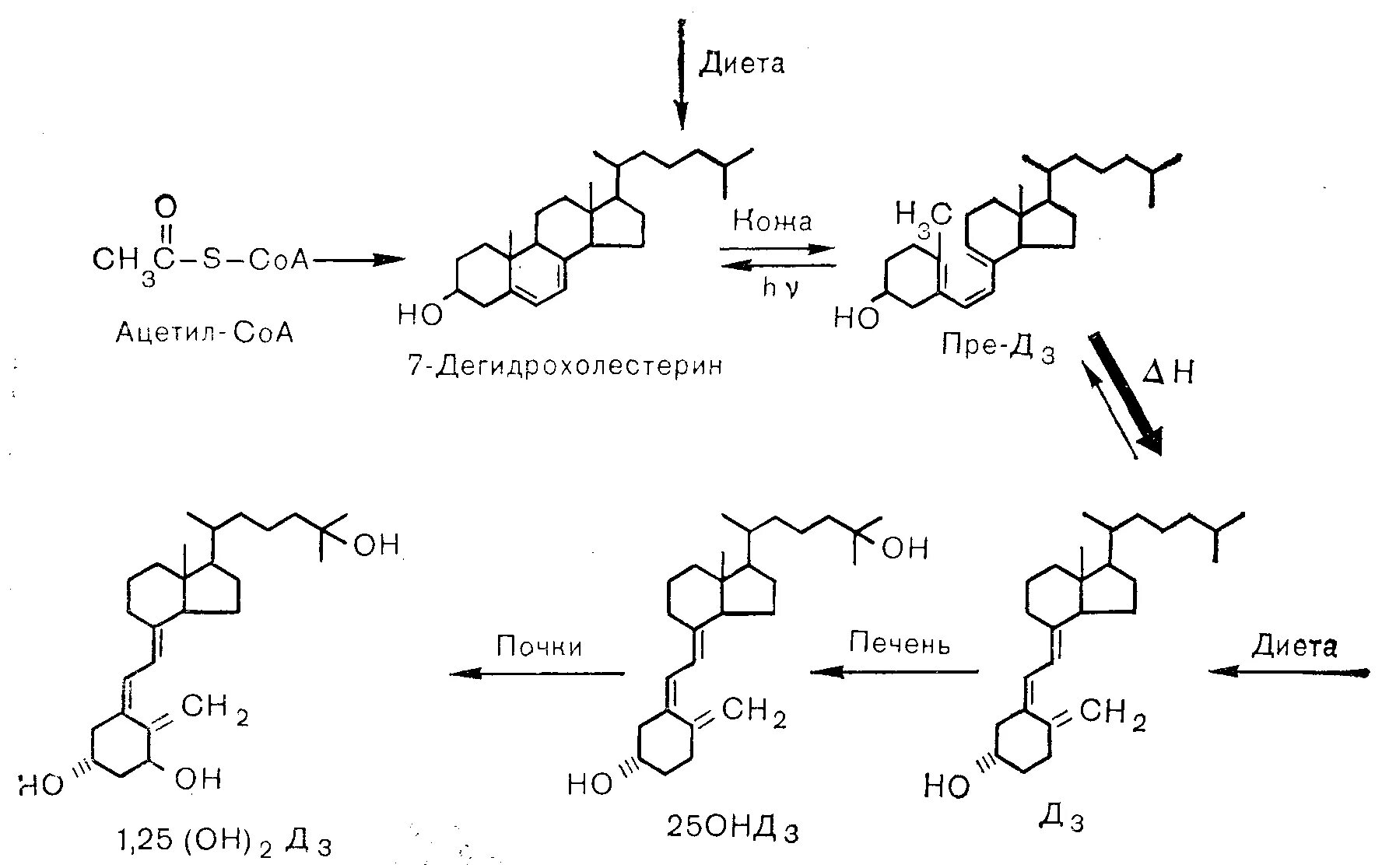 Синтез витаминов в коже. Схема синтеза витамина д3. Синтез витамина д2 схема. Формула активной формы витамина д3. Схема синтеза витамина д.
