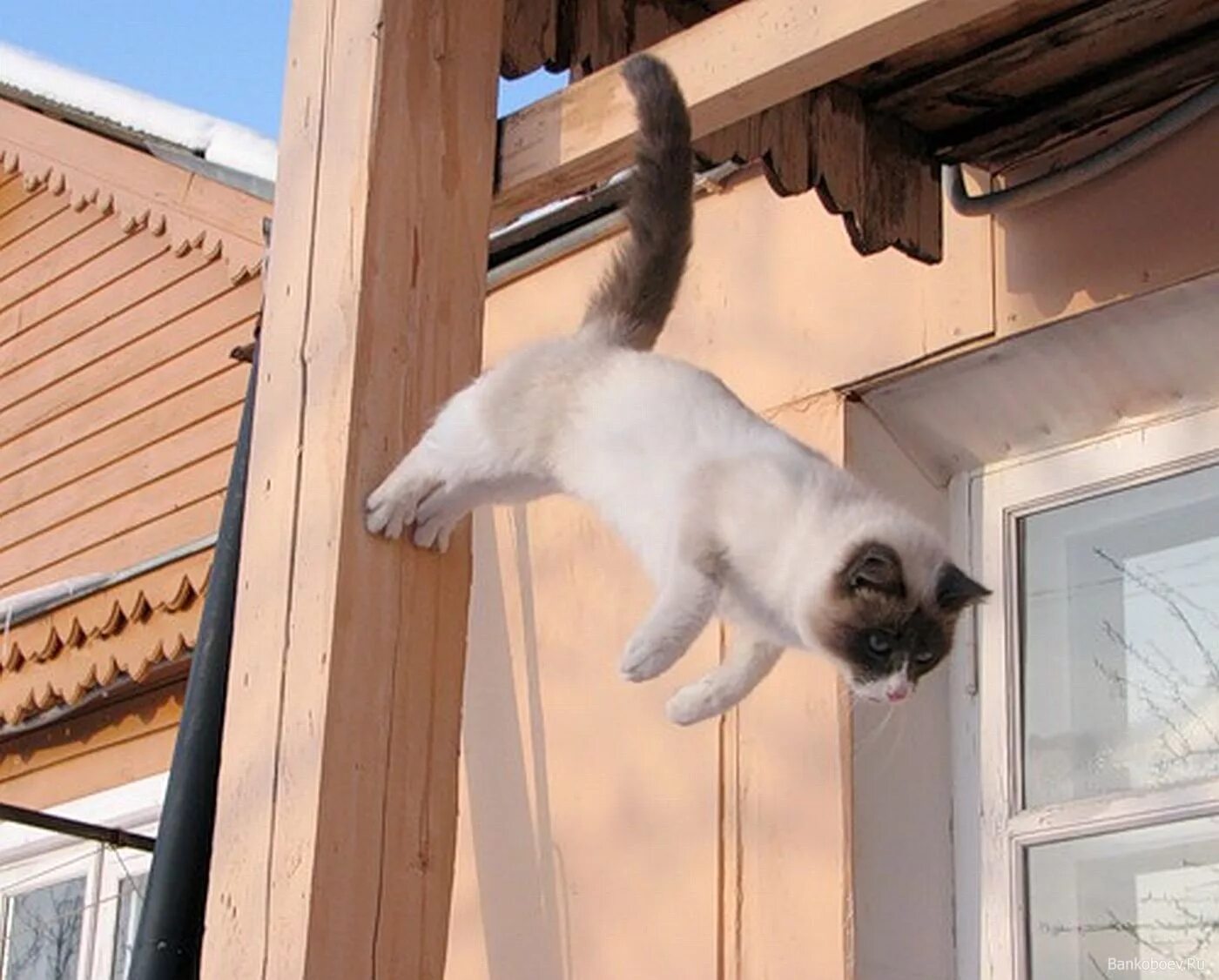 Кот висит. Кошка прыгает. Держусь кот на шторе. Котик повис.