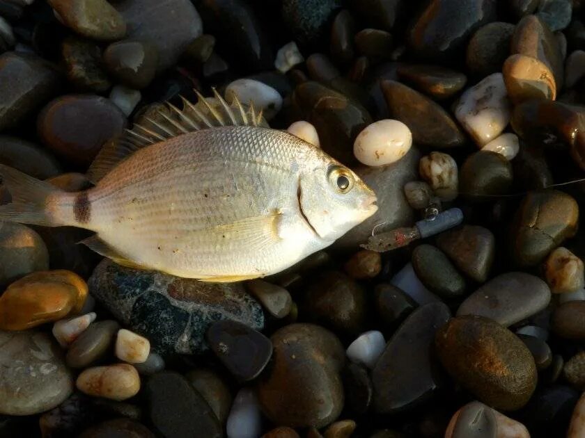 Морской карась 5 букв сканворд на з. Морской карась 5 букв сканворд на з. Ласкирь черноморский (зубарик). Морской карась многозуб. Морской карась 5 букв сканворд на з.