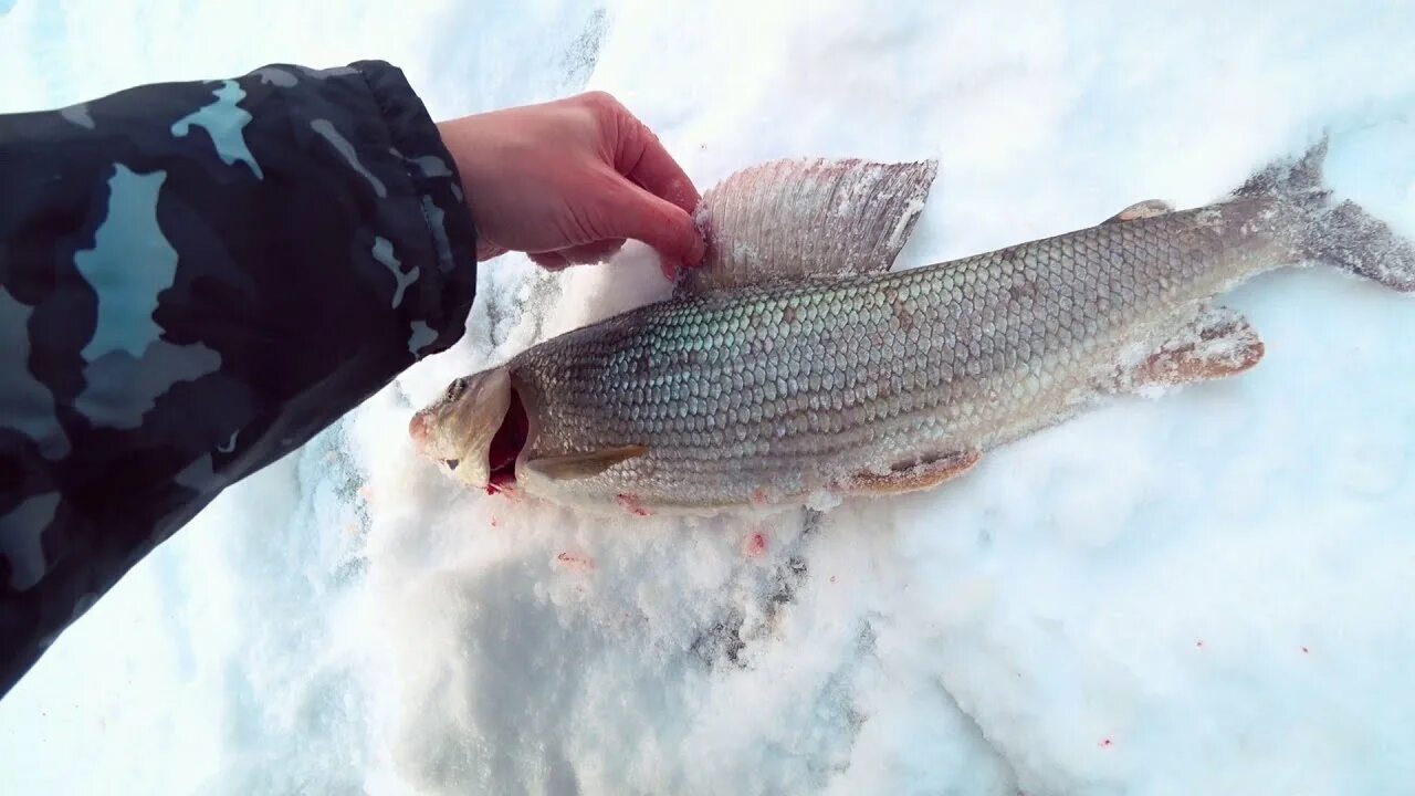 Хариус Уральский. Хариус зимой. Ленок хариус зимой. Рыбалка хариус зима.