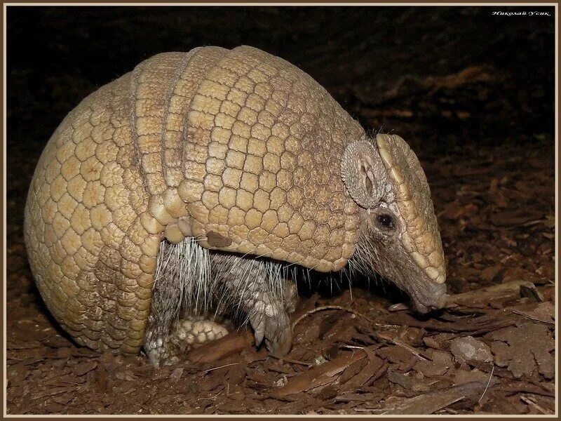 Шаровидный броненосец. Шаровой трехпоясный броненосец. Шаровой трехпоясный броненосец. Трехпоясный броненосец. Шаровидный броненосец.