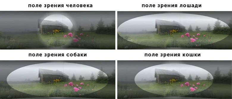 Поле зрения животных. Как видят собаки. поле зрения человека. поле зрения человека и животных. поле зрения собаки.