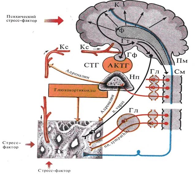 Симпато адреналовая система механизм. Физиологические механизмы стресса. Механизм действия стресса. Схема физиологии стресса. Механизмы развития стресса