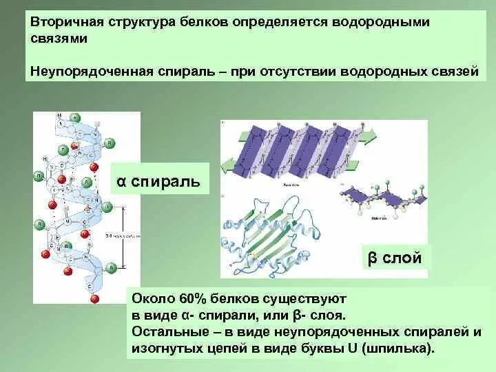 Вторичную структуру в основном поддерживают