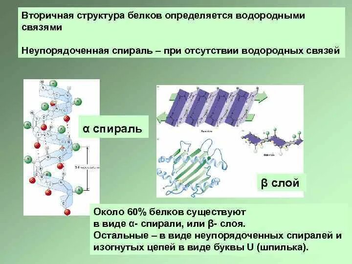 Белково водородные связи. Вторичная структура белков. Вторичная структура. Неупорядоченная структура белка. Вторичная структура белка.