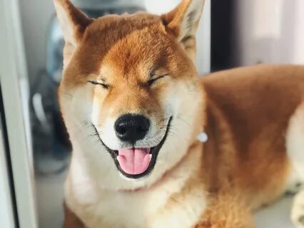 Узкоглазая собака