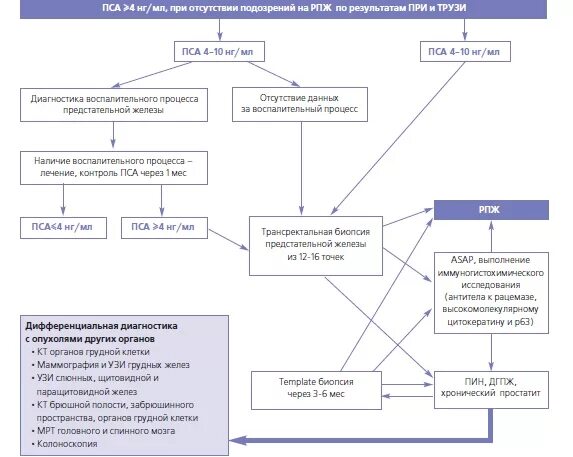 Повышен пса при РПЖ. Свободный пса предстательная железа норма. Алгоритм при повышенном пса. Тактика ведения пациентов с повышенным пса.