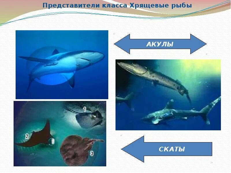 Особенности строения надкласса рыбы. Хрящевые рыбы представители. надкласс рыбы представители. надкласс рыбы презентация. надкласс рыбы классы хрящевые рыбы.