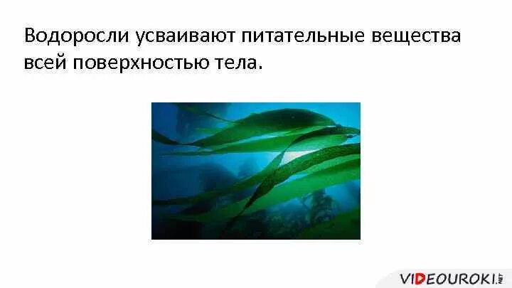 Водоросли поглощают воду