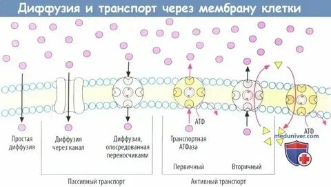 Диффузная клетка. Диффузная клетка