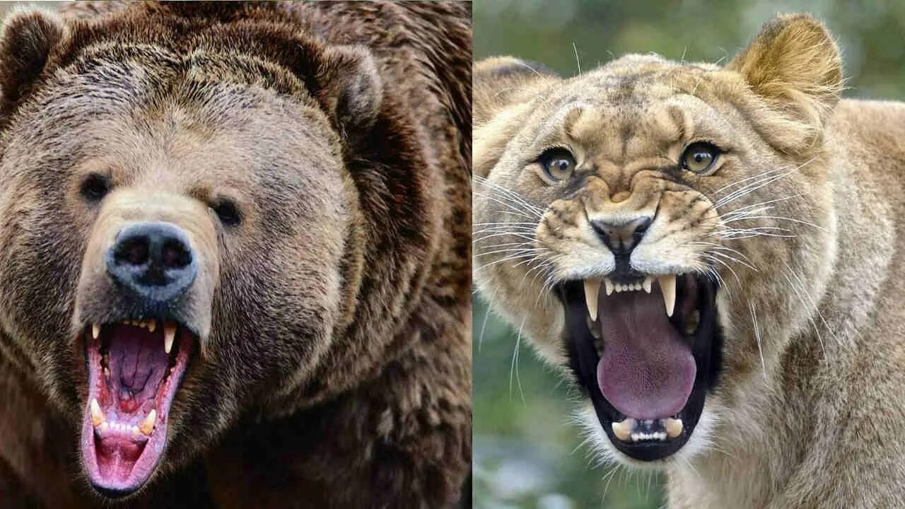 Лев против медведя. Медведь Гризли против Льва. Лев и медведь. Медведь Гризли против тигра.