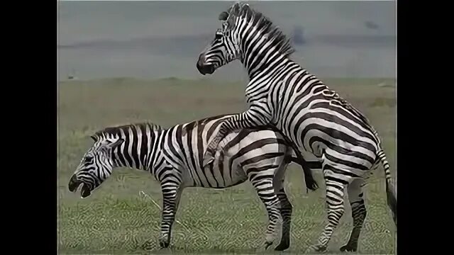 Mating type. Mating with the queen.