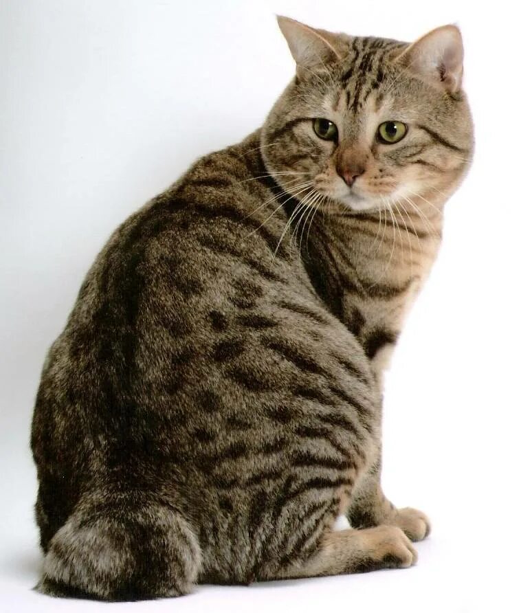 Bob tail