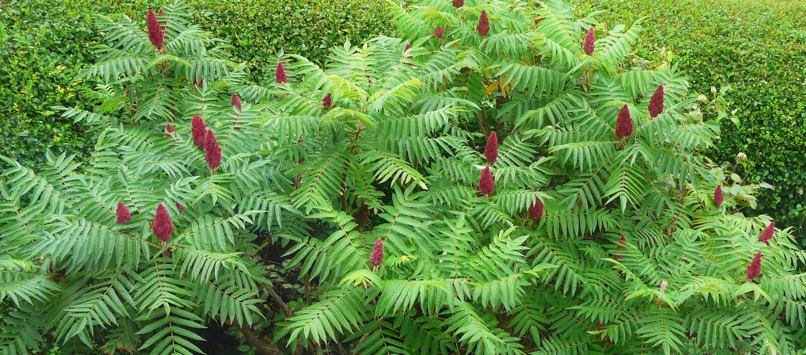 Сумах оленерогий Rhus typhina. Сумах пушистый оленерогий уксусное дерево. Сумах уксусное дерево. Сумах пушистый оленерогий.