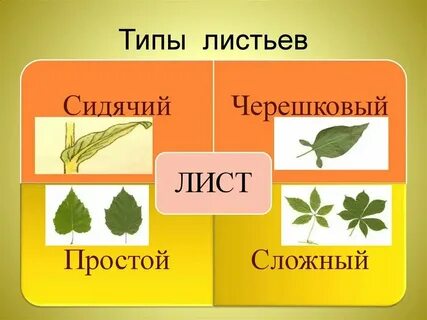 Листок какая ткань