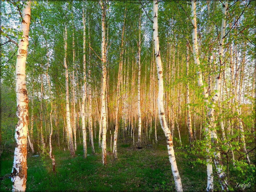 Березовые праздники