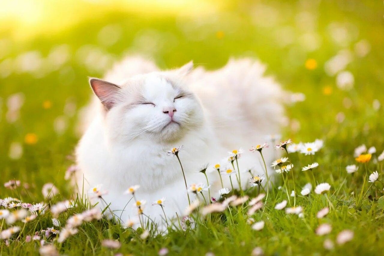Котик летом