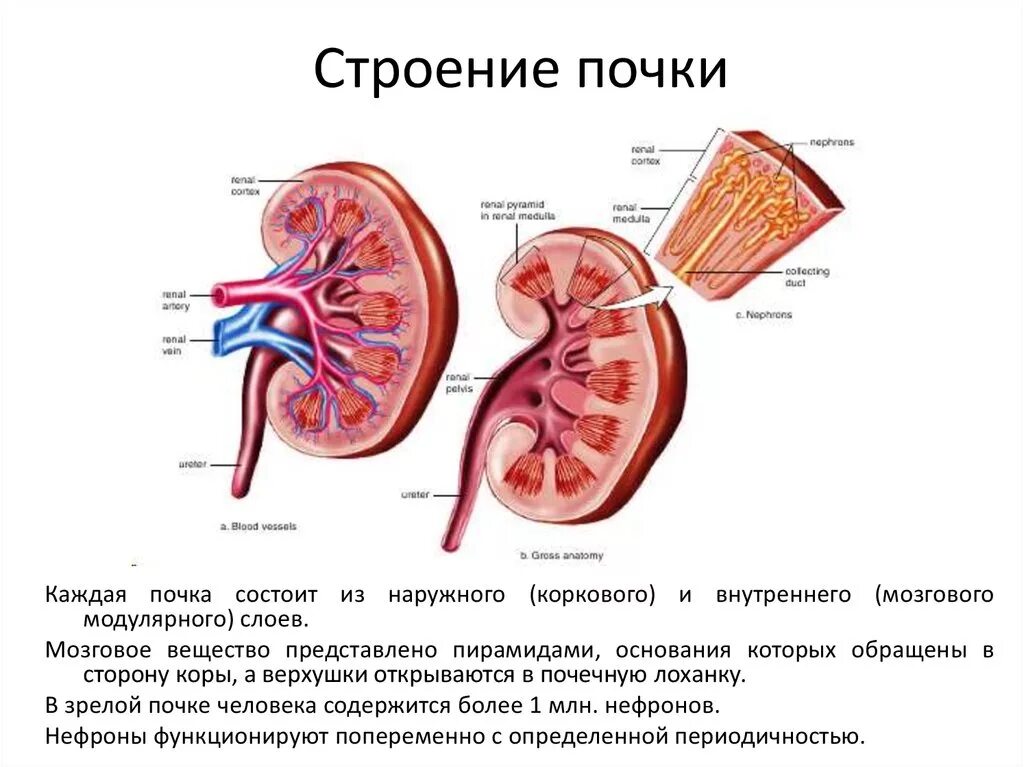 Расскажите о строении почки