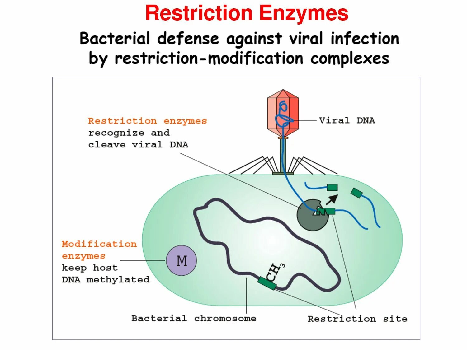 Open basedir restriction. Restriction enzyme. enzyme defense. restriction enzyme defense mechanism. enzyme defense турецкий.