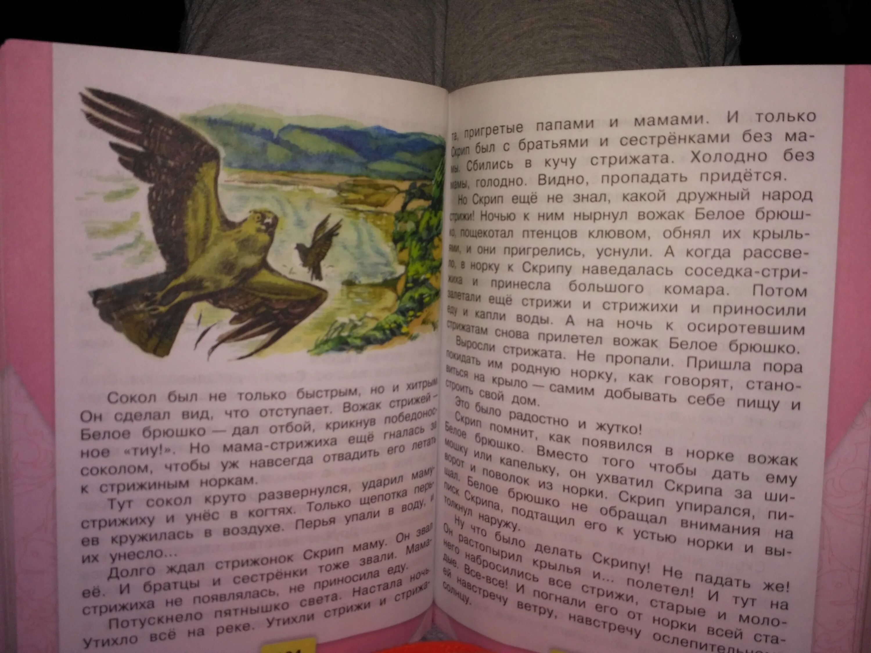 Рассказ стрижонок скрип читать. Иллюстрация к сказке Стрижонок скрип. Астафьев в. "Стрижонок скрип". Сказка Стрижонок скрип. Рассказ Стрижонок скрип.