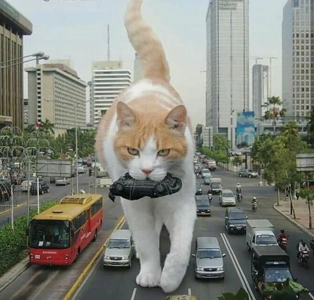 Мейн кун ашера. Милый кот. Гигантский кот мейн кун. Включи большого котика. Самый большой мейн кун в мире баривель.