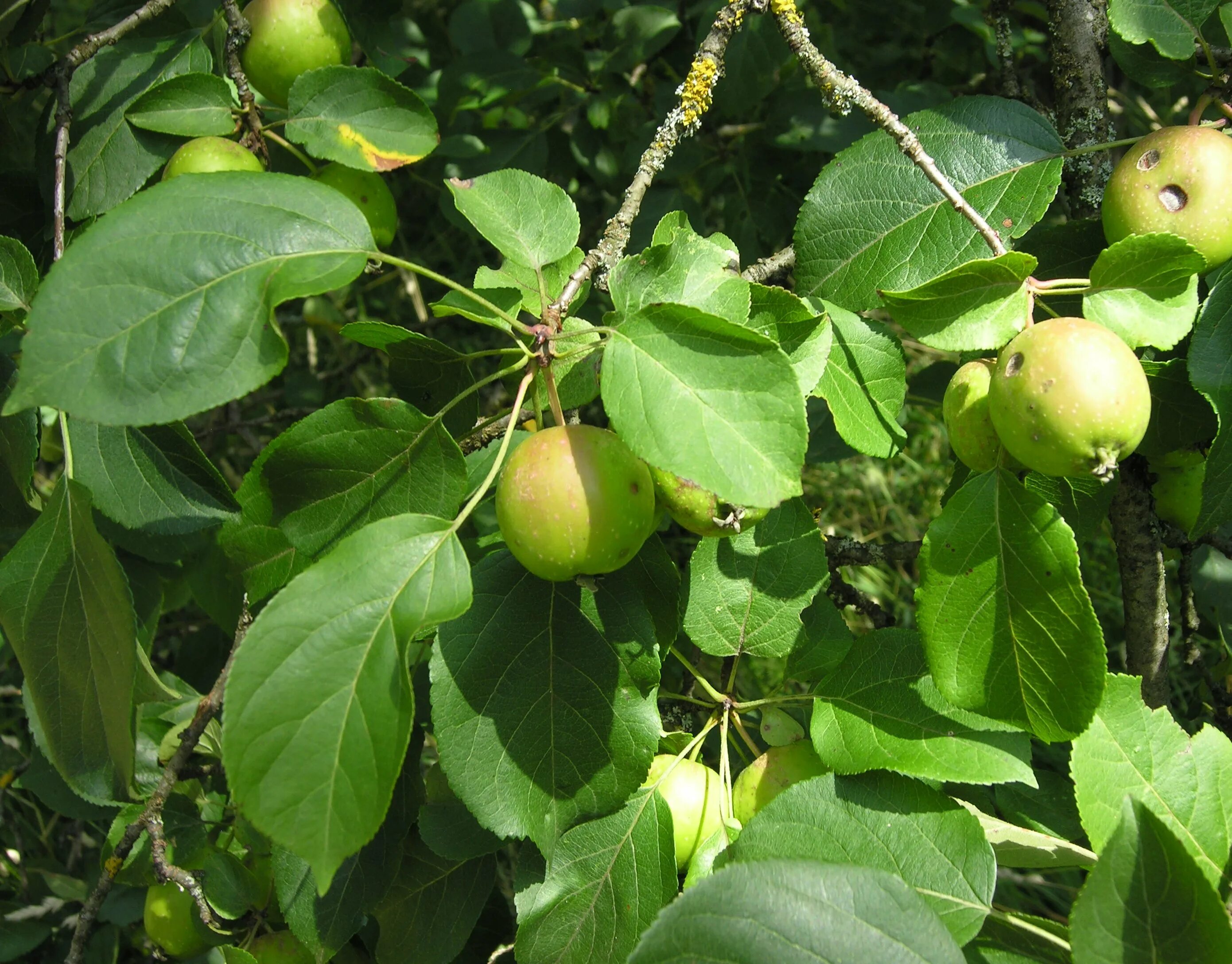 Дико растущая яблоня. Яблоня Лесная Malus Sylvestris. Яблоня Лесная (Дикая) (Malus Sylvestris). Яблоня Лесная (дичок). Яблоня Лесная (м. Sylvestris),.