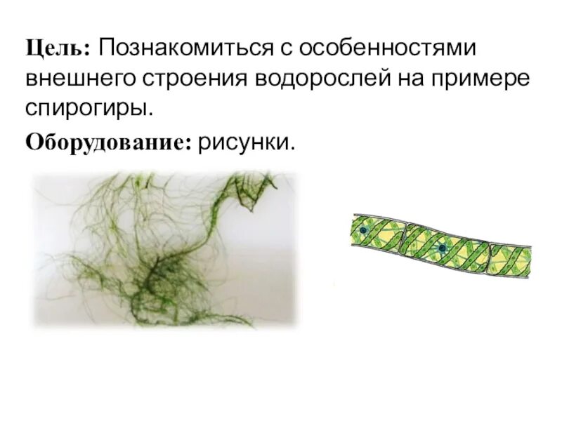 Спирогира ризоиды. Строение водоросли спирогиры 6 класс. Спирогира гаплофаза. Внешнее строение водорослей.