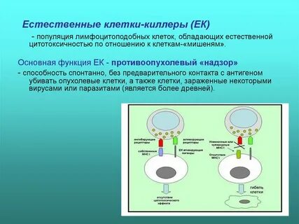 Специфическая цитотоксичность