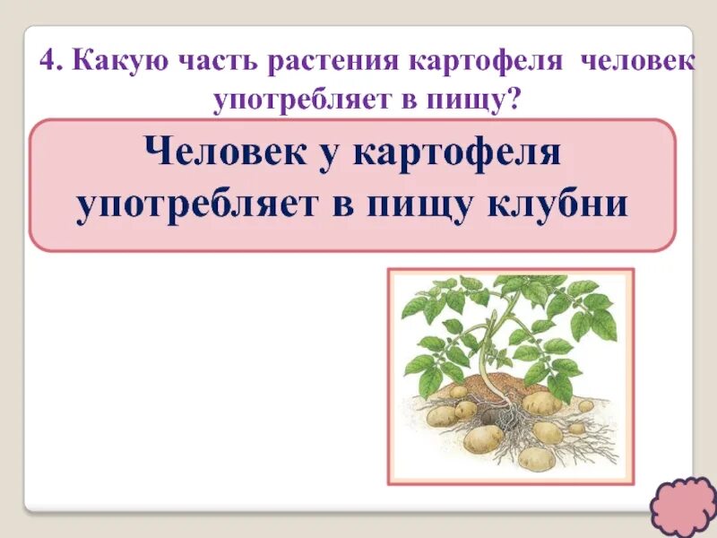 Какие растения человек употребляет в пищу. Картофель части растения. Какие части растений употребляют в пищу. У картофеля употребляют в пищу:.