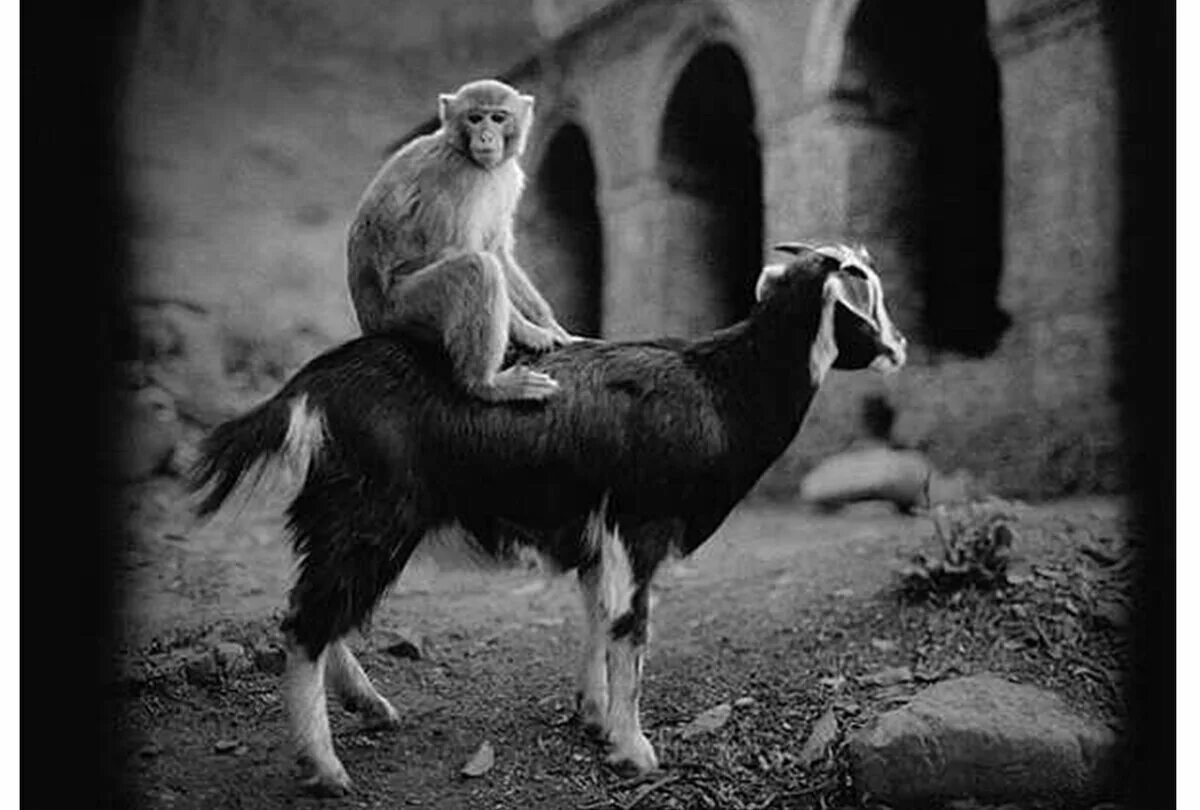 Обезьяна коза мужчина. Фотограф Педро Луис Раота. Пенти Саммаллахти фотографии. Черно белые снимки. Обезьяна и коза.