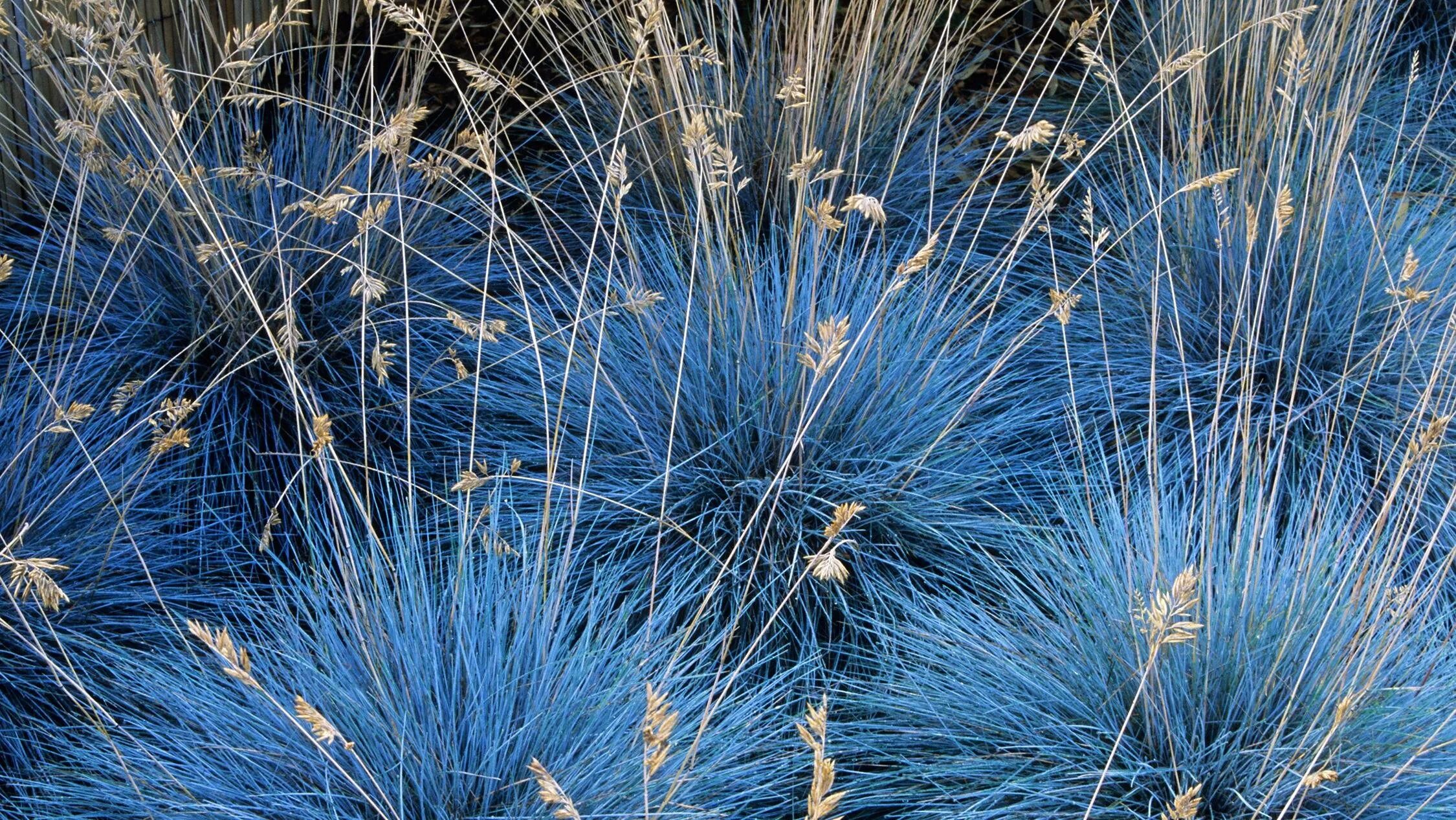 Овсяница сизая фредди. Овсяница сизая (festuca glauca). Овсянница сизая фото. Овсяница сизая элайджа блю. Овсянница сизая фото.